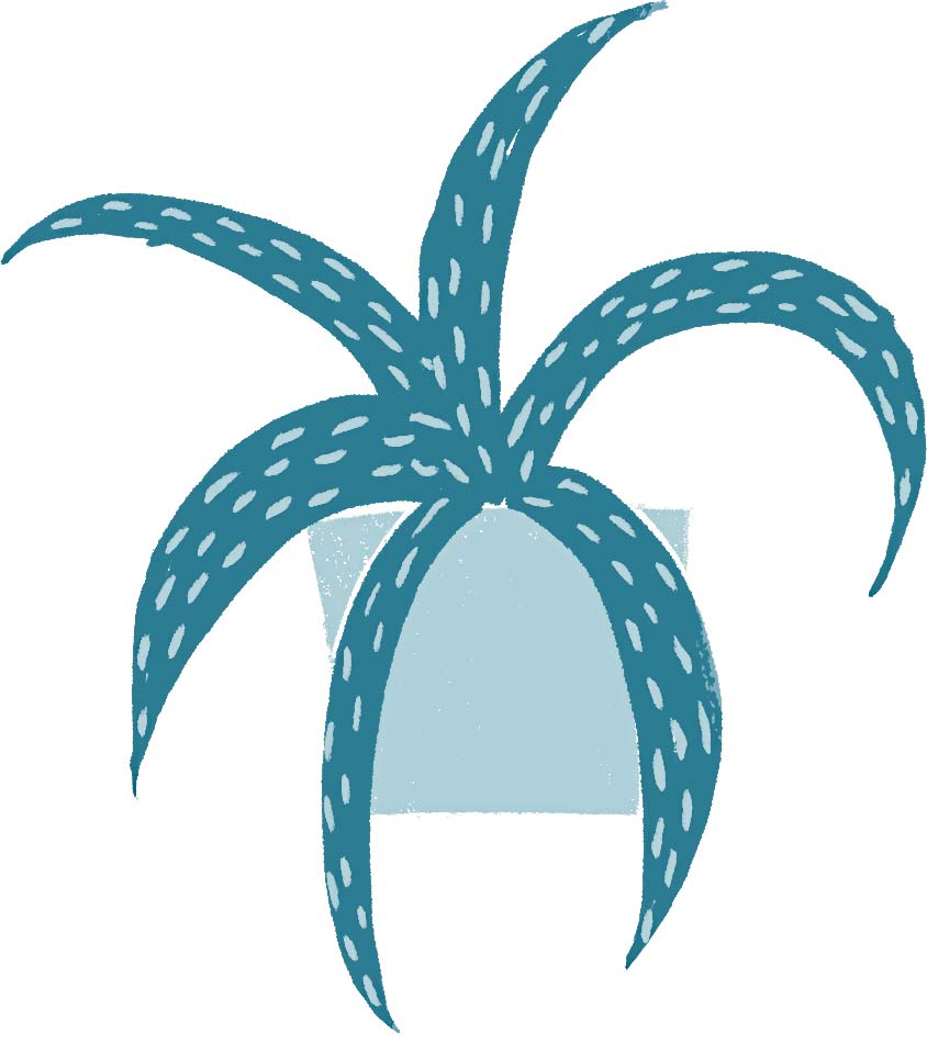 planta